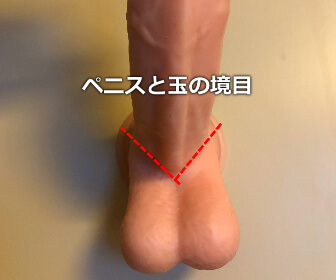 本題の玉舐め!ペニスと玉の境目を舐める