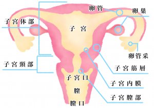 膣部びらんを示す画像