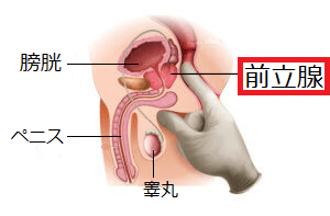 前立腺の図